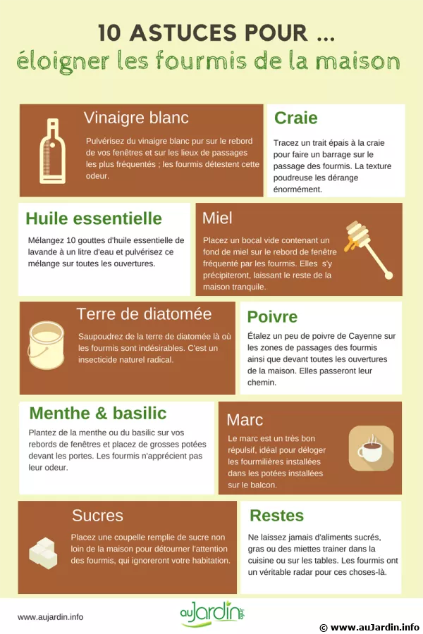 10 astuces pour loigner les fourmis