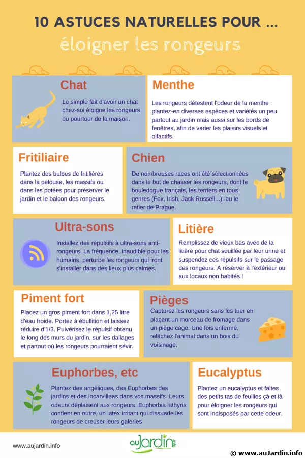 10 astuces pour loigner les rongeurs