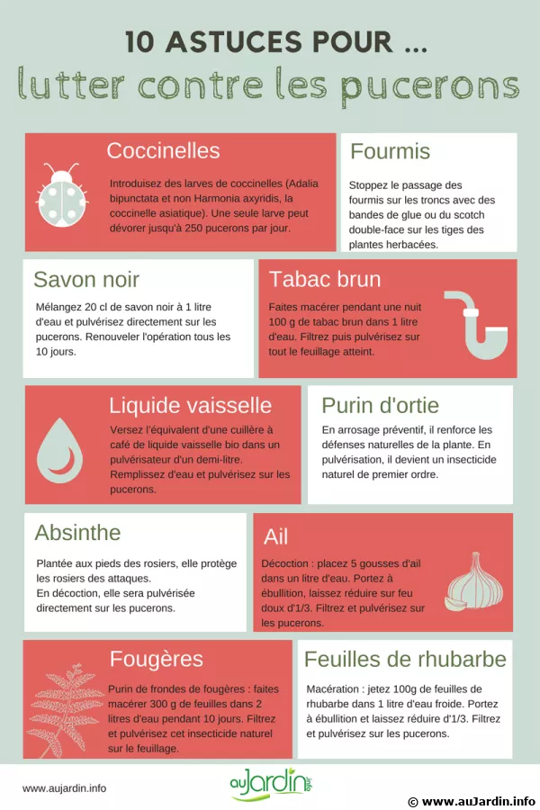 10 astuces naturelles pour lutter contre les pucerons