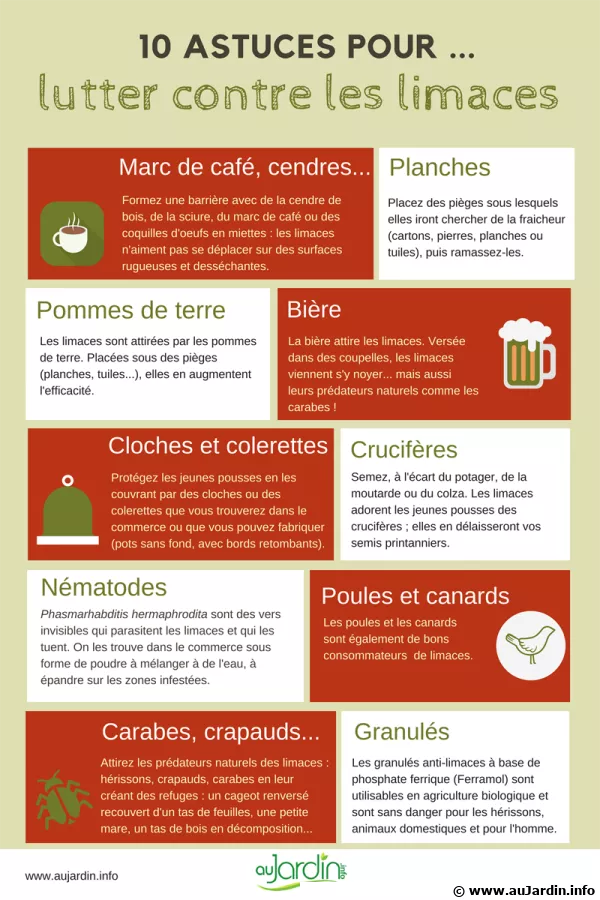 10 astuces pour lutter contre les limaces