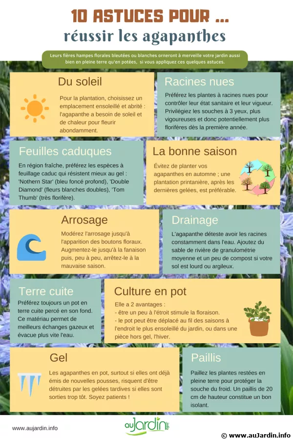 10 astuces pour russir les agapanthes