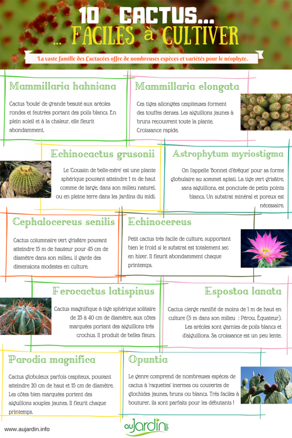 10 cactus faciles de culture