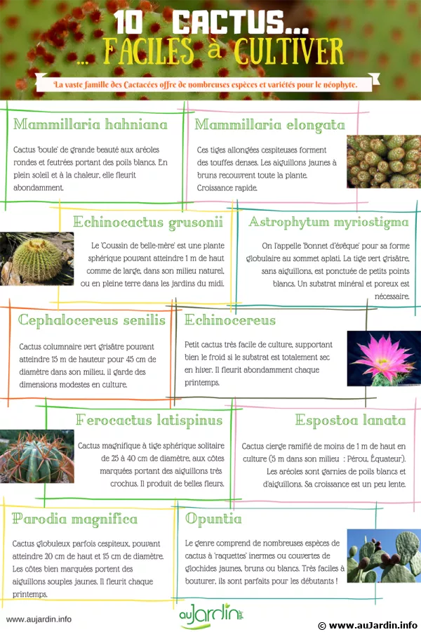 10 cactus faciles  cultiver