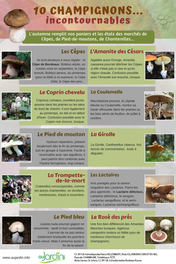 Top départ pour la saison des champignons en France ! À quoi reconnaît-on  un champignon toxique ?
