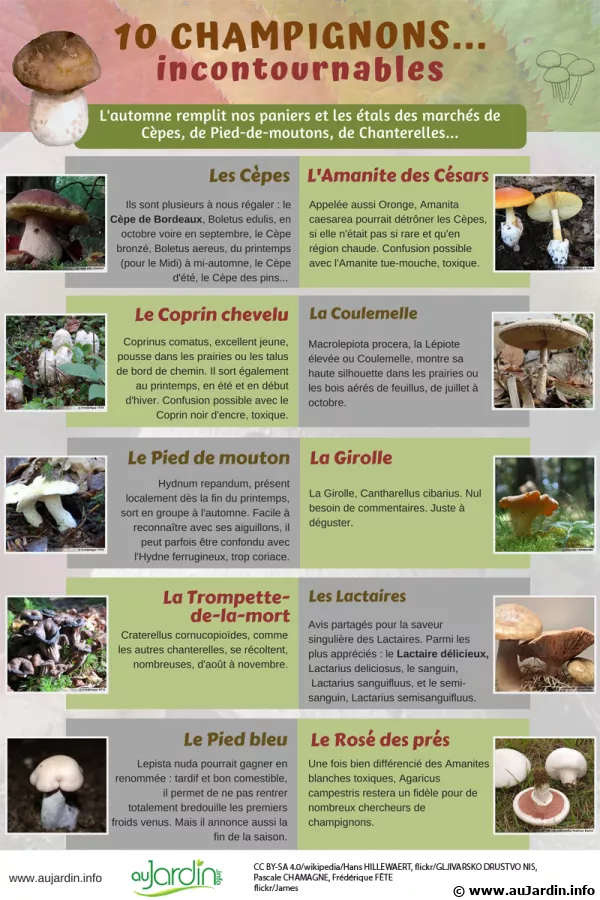 10 champignons incontournables de l'automne