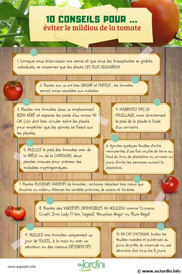 10 conseils pour viter le mildiou de la tomate