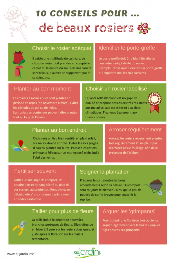 10 conseils pour de beaux rosiers