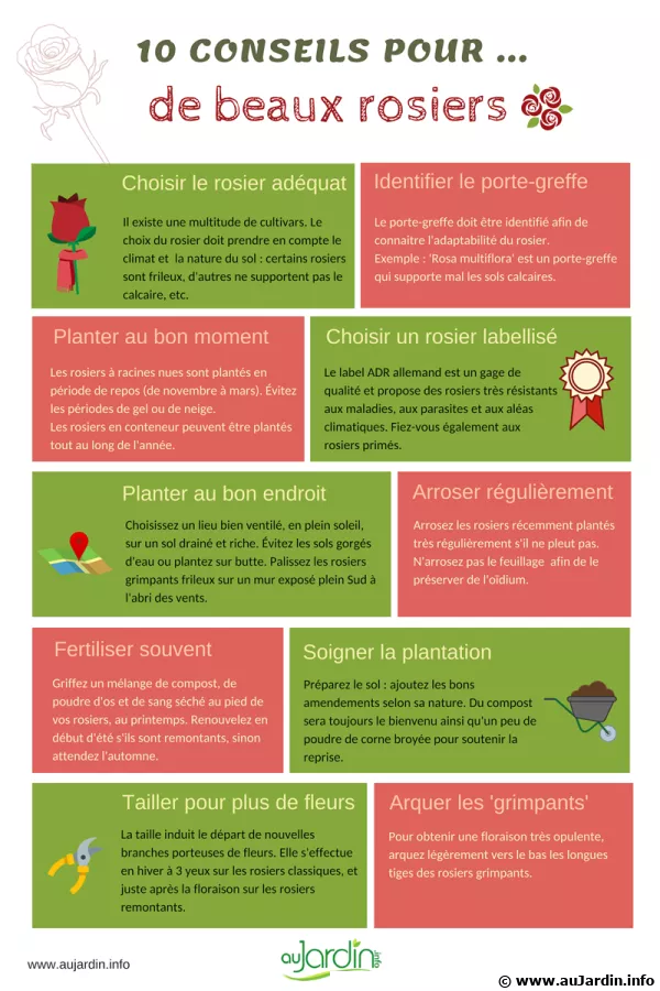 10 conseils pour de beaux rosiers