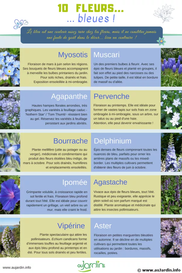 10 fleurs bleues