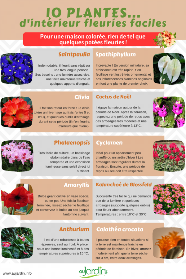 10 plantes d'intérieur fleuries faciles