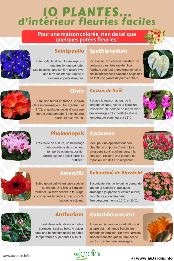 10 plantes d'intrieur fleuries faciles