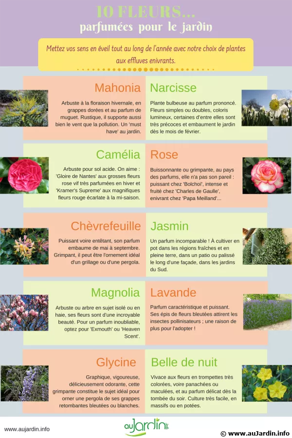 10 fleurs parfumes pour le jardin