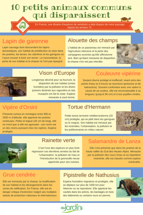 10 petits animaux communs qui disparaissent