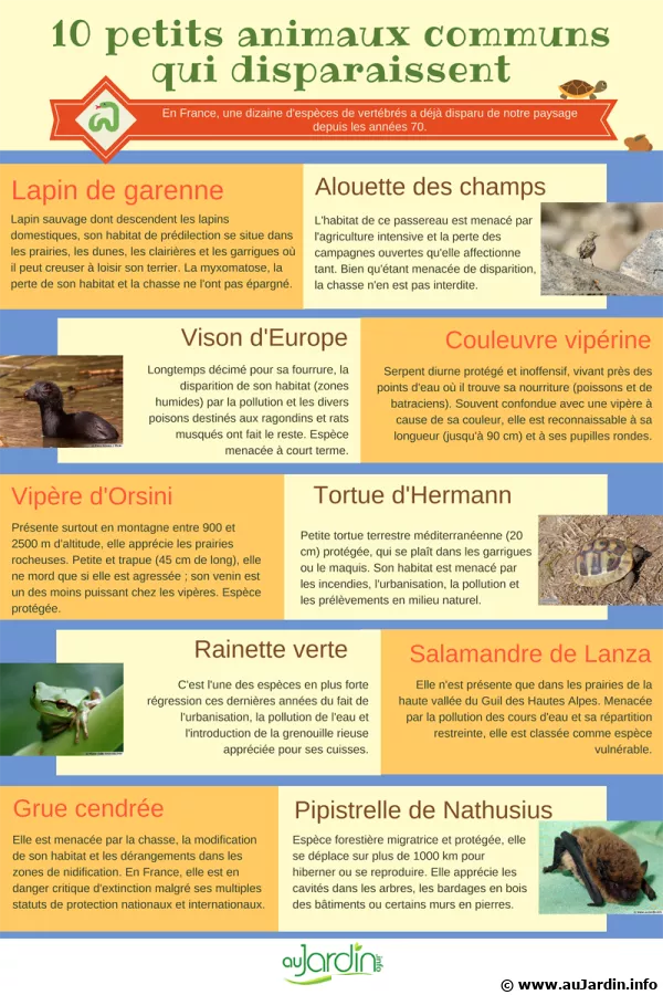 10 petits animaux communs qui disparaissent