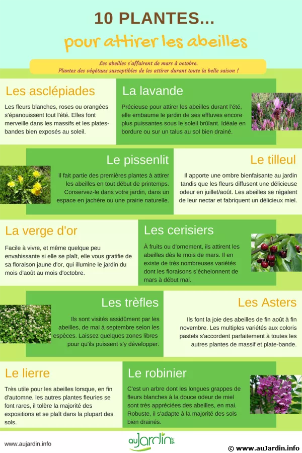 10 plantes pour attirer les abeilles toute l'anne