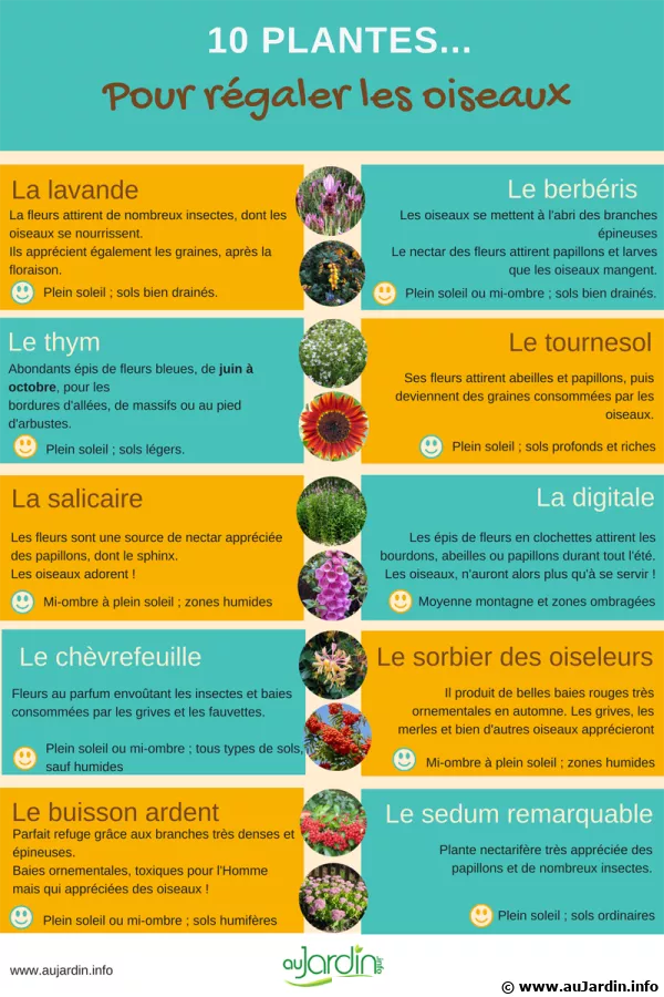 10 plantes pour attirer et rgaler les oiseaux
