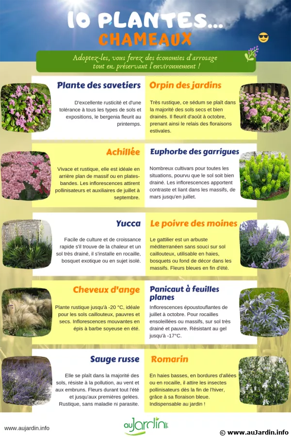 10 plantes chameaux