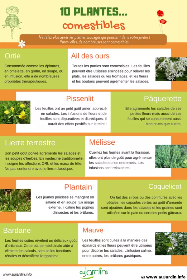 10 plantes comestibles