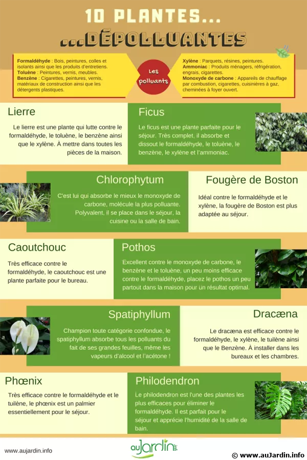 10 plantes dpolluantes