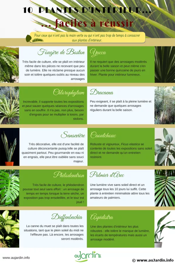 10 plantes d'intrieur faciles  russir