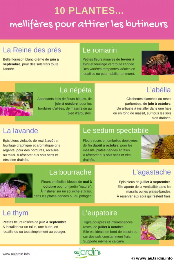 10 plantes mellifres pour attirer les butineurs