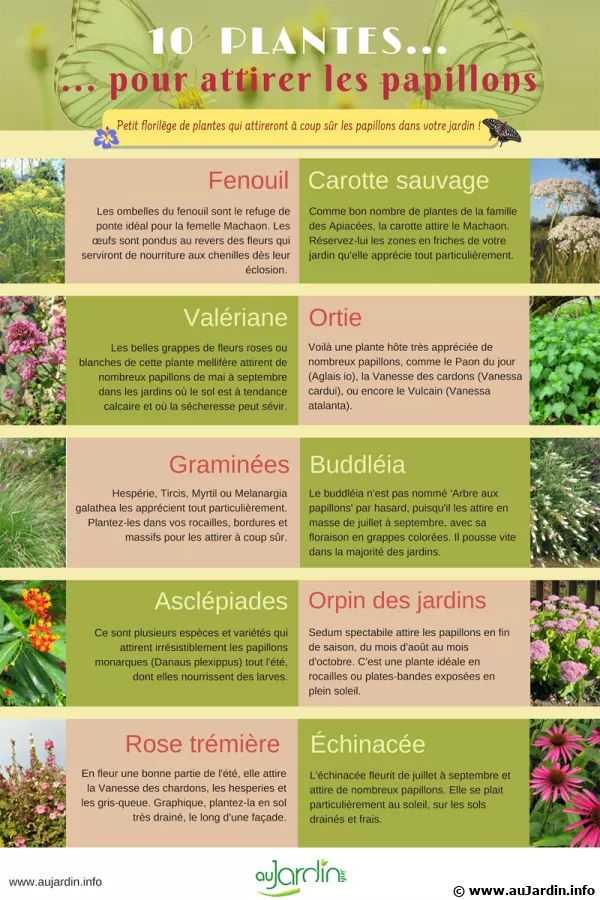10 plantes pour attirer les papillons