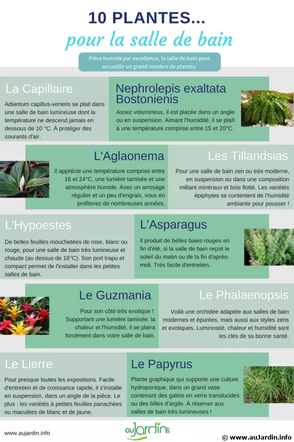10 plantes pour la salle de bain