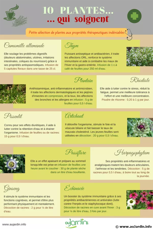 10 plantes qui soignent