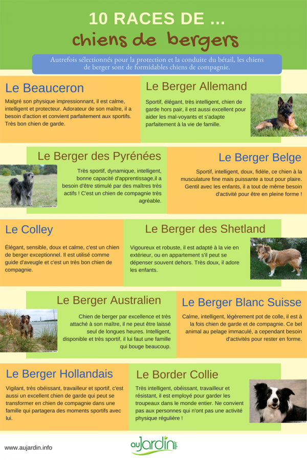 10 Races De Chiens De Berger