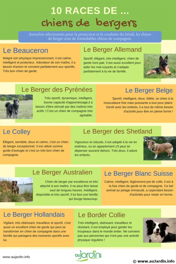 10 races de chien de berger