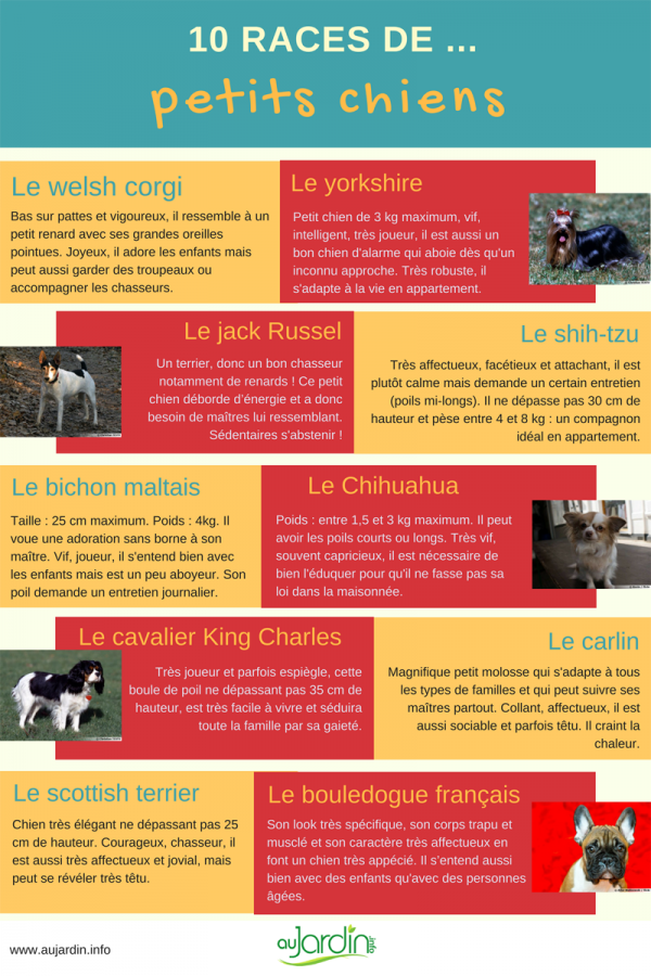 10 races de petits chiens
