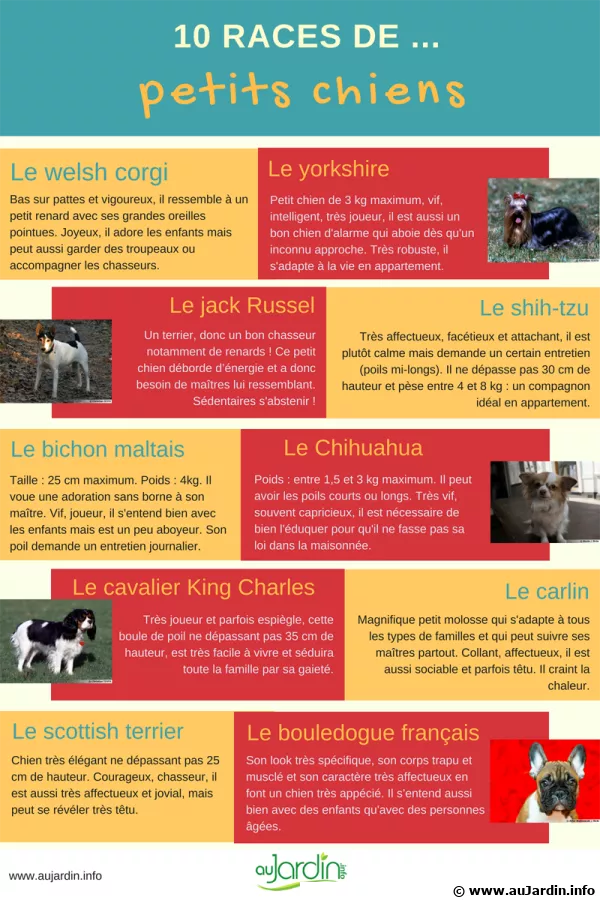 10 races de petits chiens
