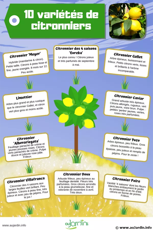 10 varits de citronniers