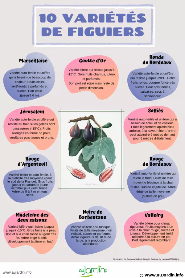 10 varits de figuiers