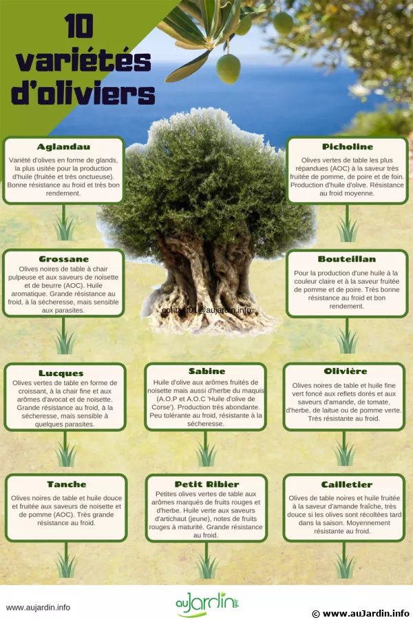 10 varits d'oliviers