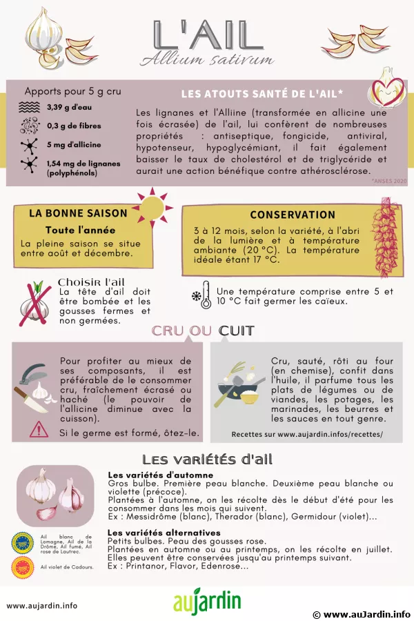 L'ail, un aromate utilis  toutes les sauces