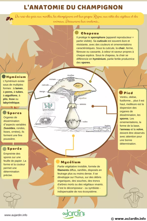 L'anatomie du champignon