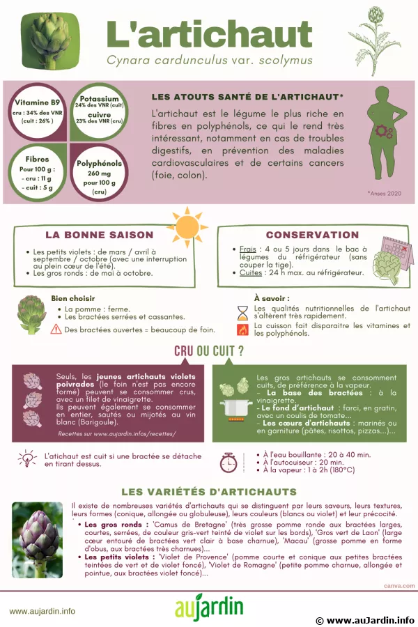 L'artichaut, des bienfaits multiples