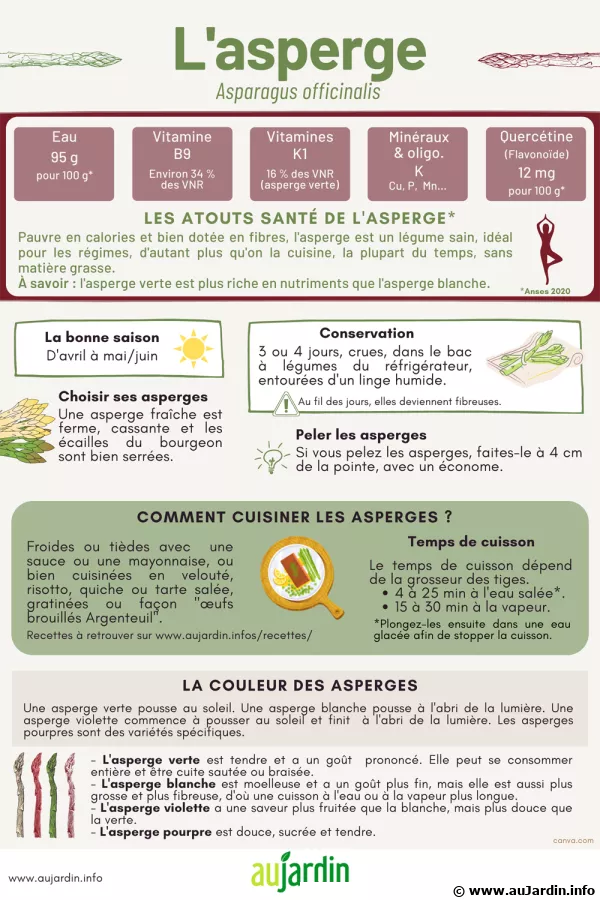 L'asperge, un mets aux origines royales