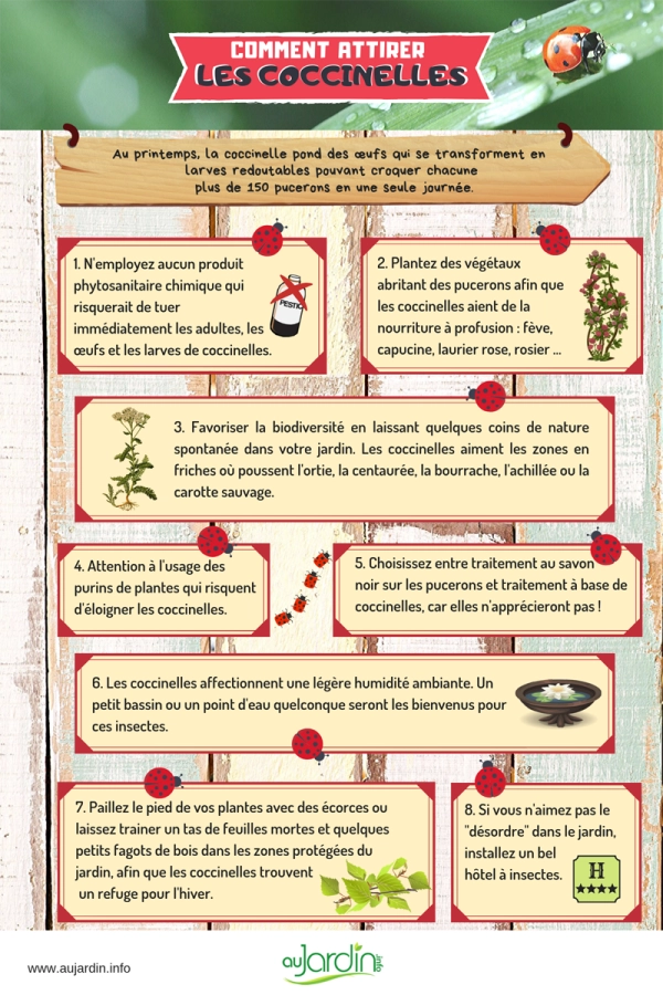 Comment attirer les coccinelles ?