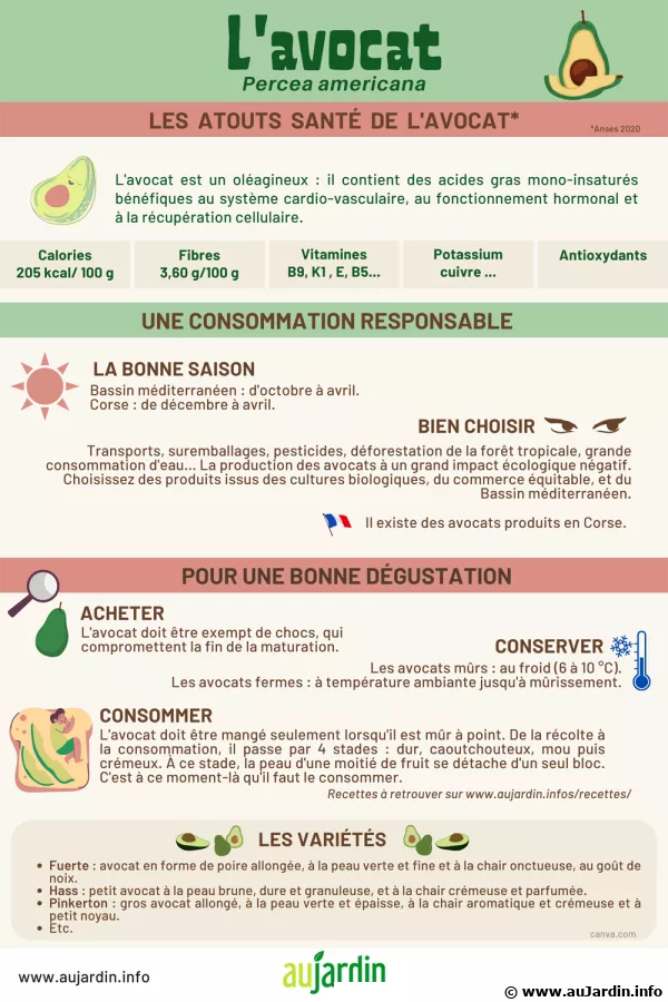 L'avocat, un fruit exceptionnel