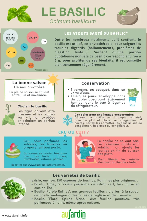 Le basilic, indispensable pour parfumer les salades estivales de tomates