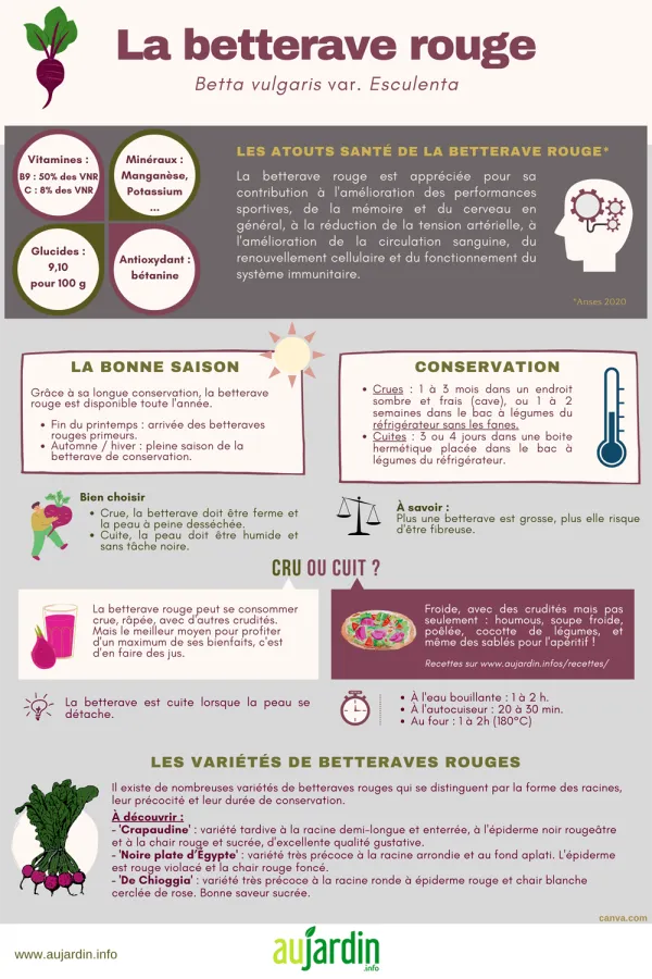 La betterave rouge, un lgume de terroir pour notre sant