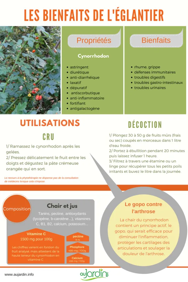 Les bienfaits de l'glantier