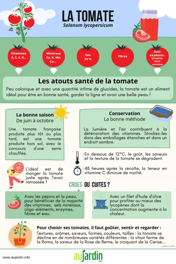 La tomate, un lgume bienfaiteur