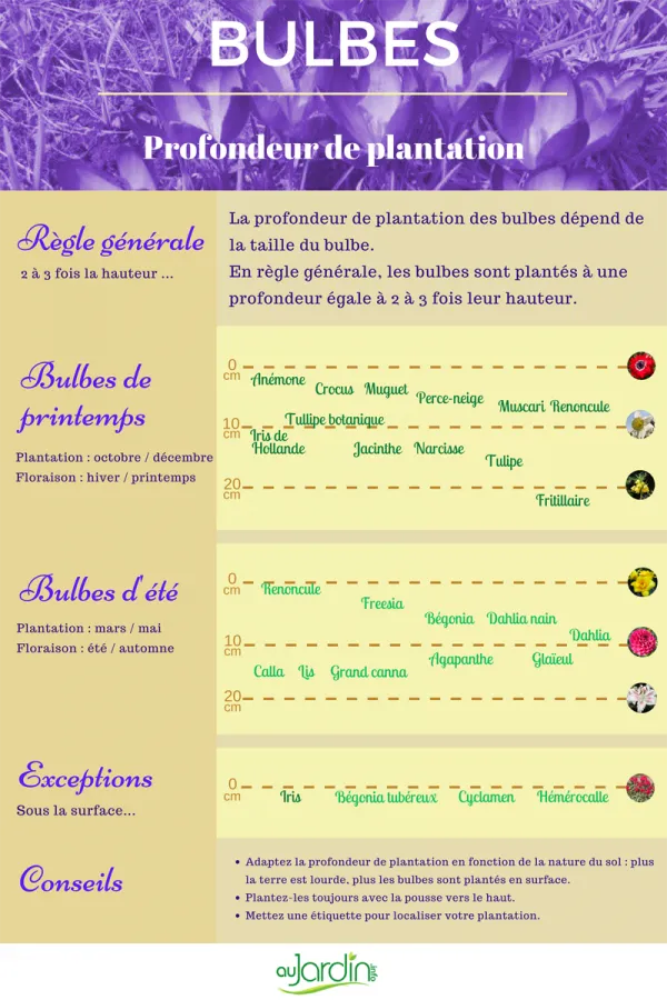 Planter les bulbes  la bonne profondeur