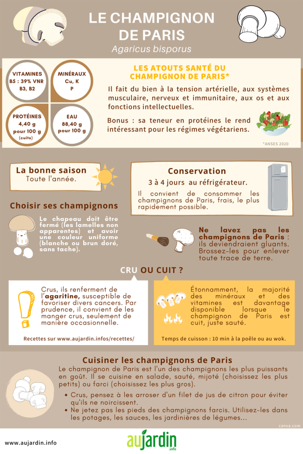 Le champignon de Paris, des vertus nutritives et culinaires