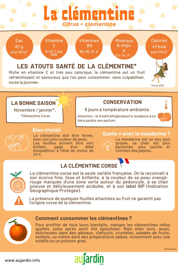 La clmentine, une chair juteuse et vitamine