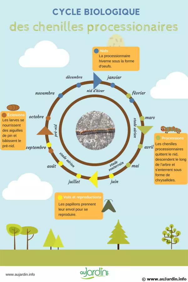 Cycle biologique des chenilles processionnaires