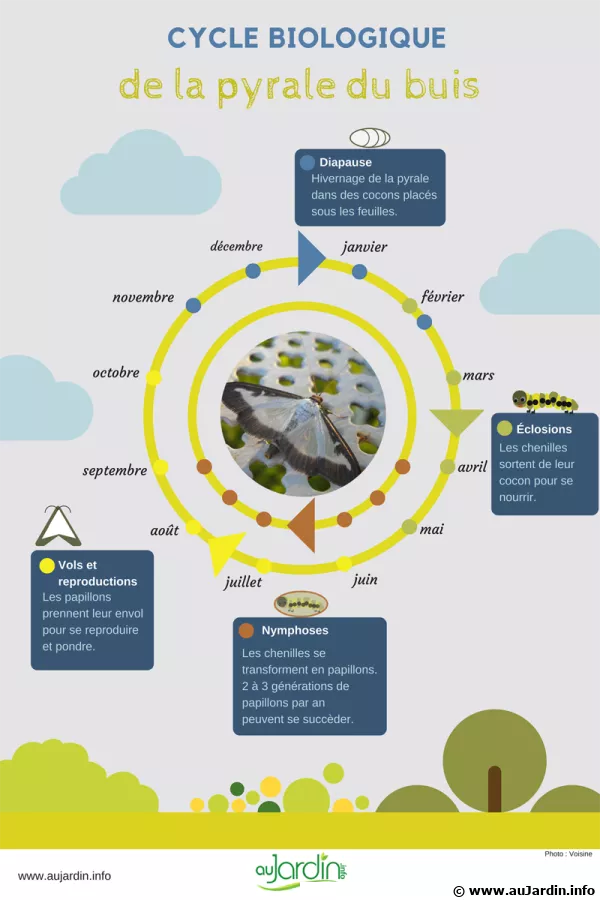 Le cycle biologique de la pyrale du buis